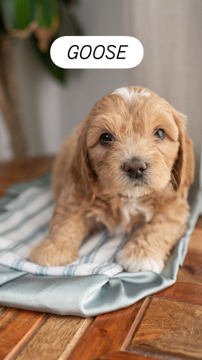 Mini Golden / Cavapoo puppies