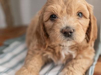 Mini Golden / Cavapoo puppies