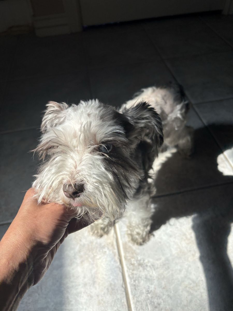 Mini Schnauzer females