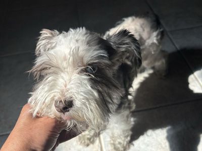 Mini Schnauzer females