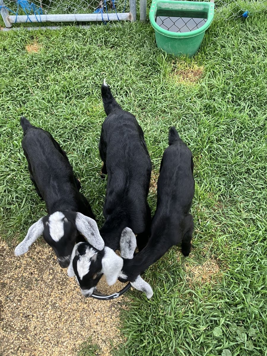 Nubian kids doelings and buckling