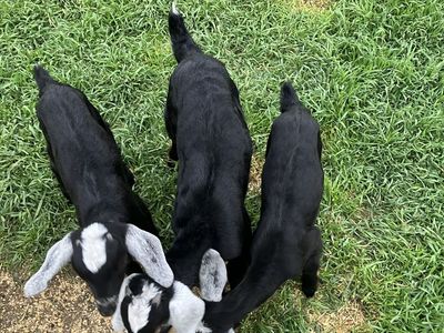 Nubian kids doelings and buckling