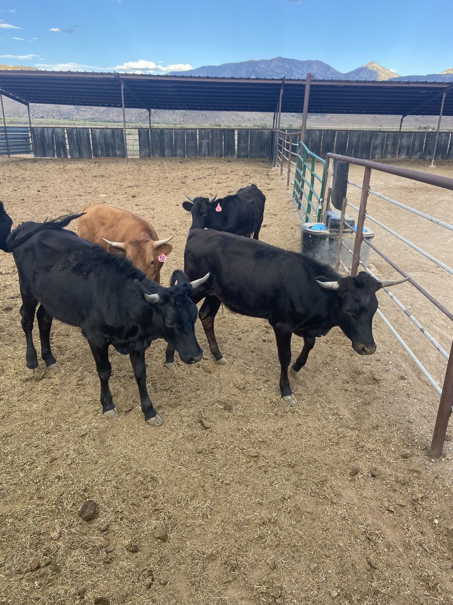 Fresh Corriente ropers  