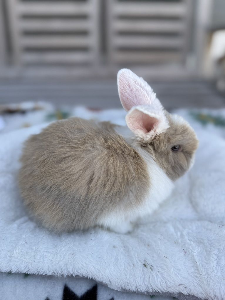 Holland Lop Bunnies