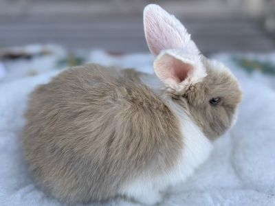 Holland Lop Bunnies