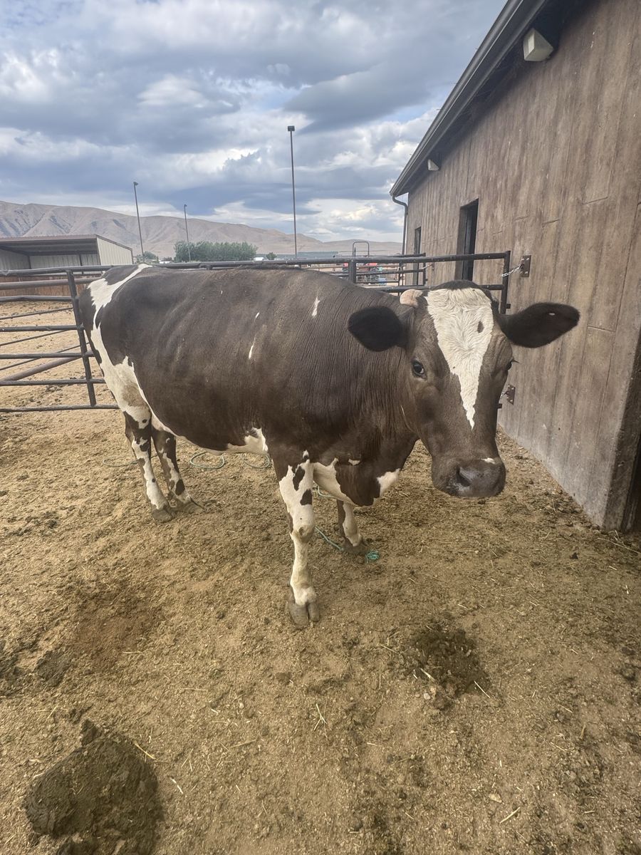 Family Milk Cow - Nurse Cow