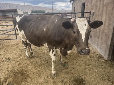 Family Milk Cow - Nurse Cow