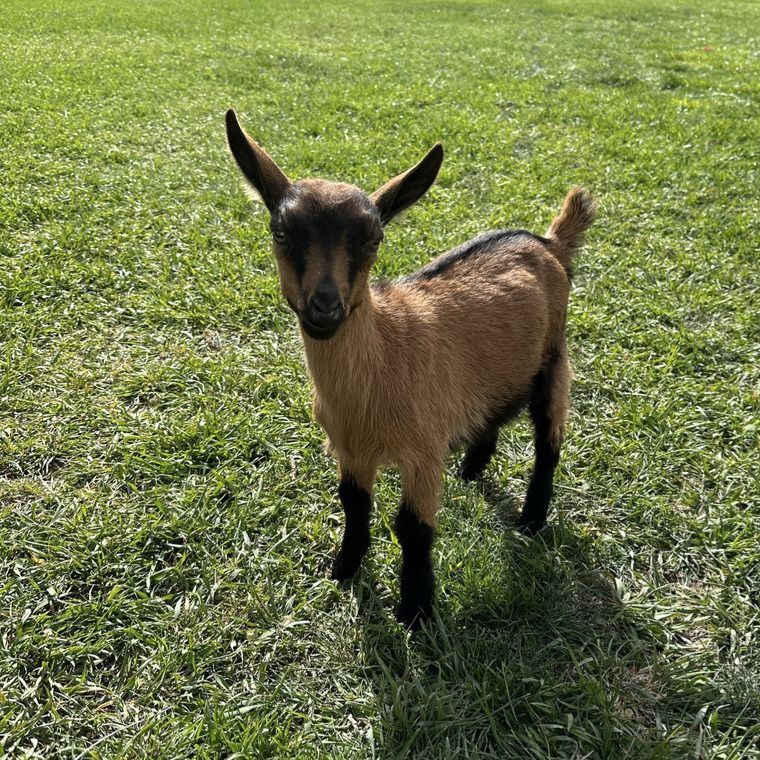 Goat