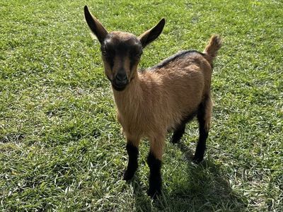 Goat