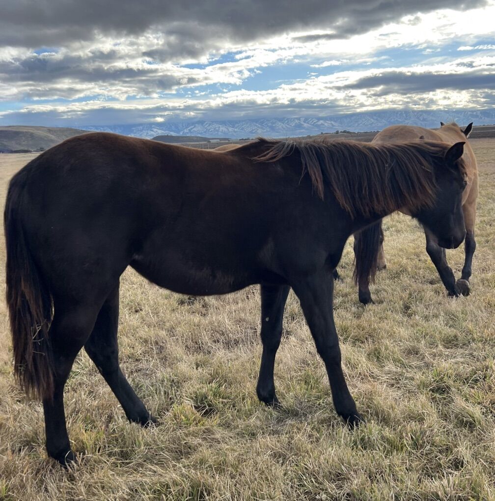 2024 BLACK AQHA FILLY
