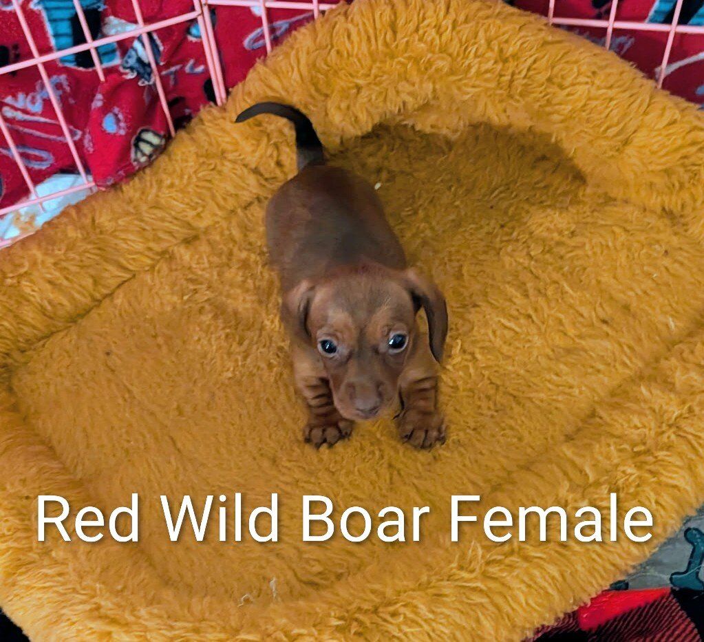 Miniature Dachshund Puppies for sale