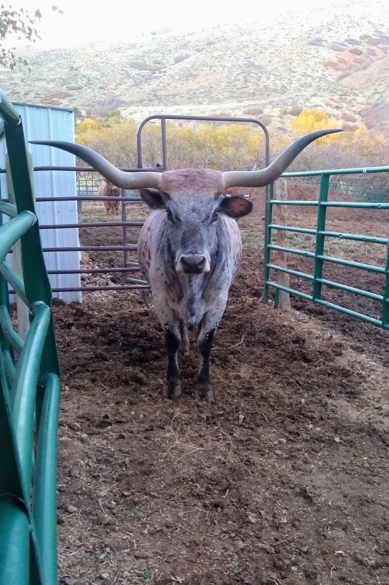 Long Horn Cow with Calf pair