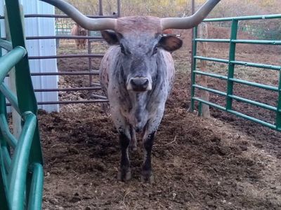 Long Horn Cow with Calf pair