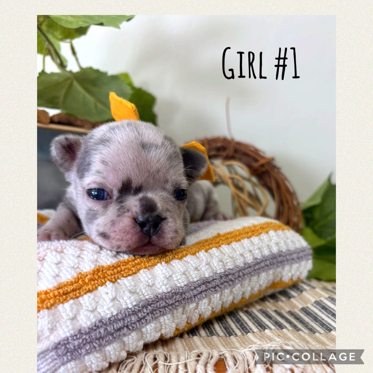 AKC French Bulldog Puppies 