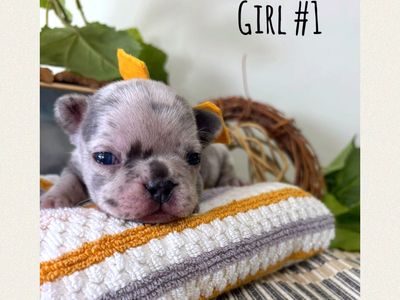AKC French Bulldog Puppies