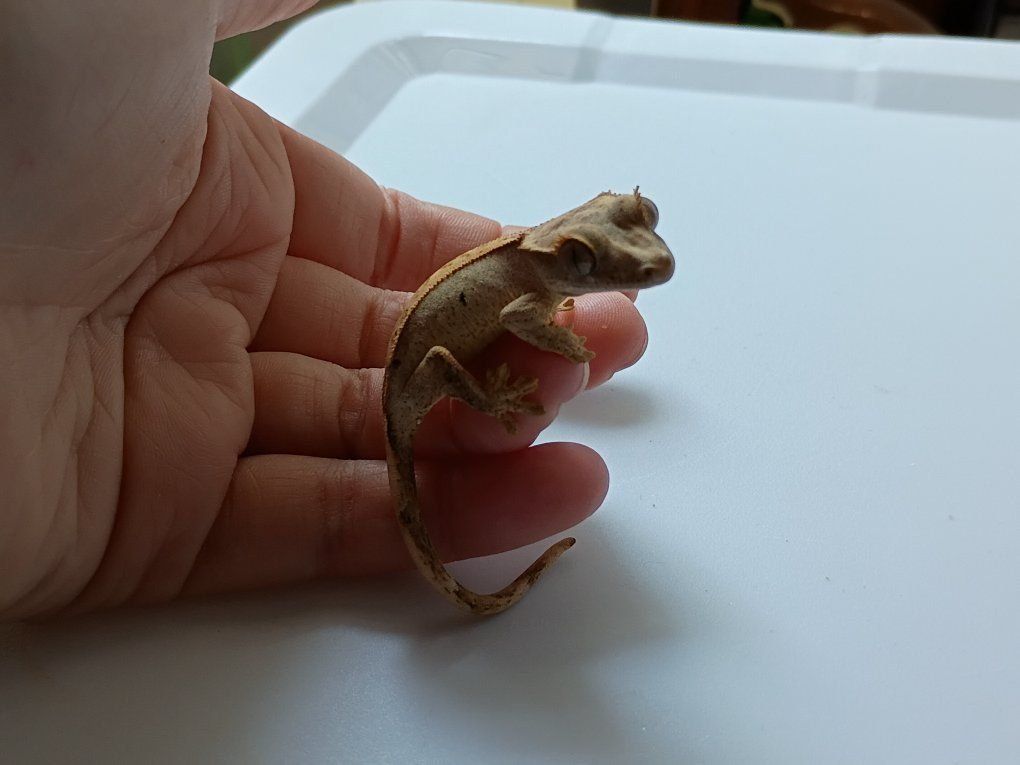juvenile crested gecko