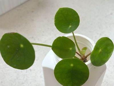 Piles Peperomioides – Chinese Money Plant
