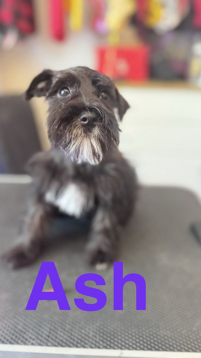Mini Schnauzer, Ready for New Home