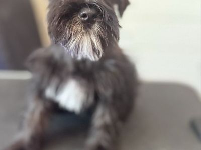 Mini Schnauzer, Ready for New Home