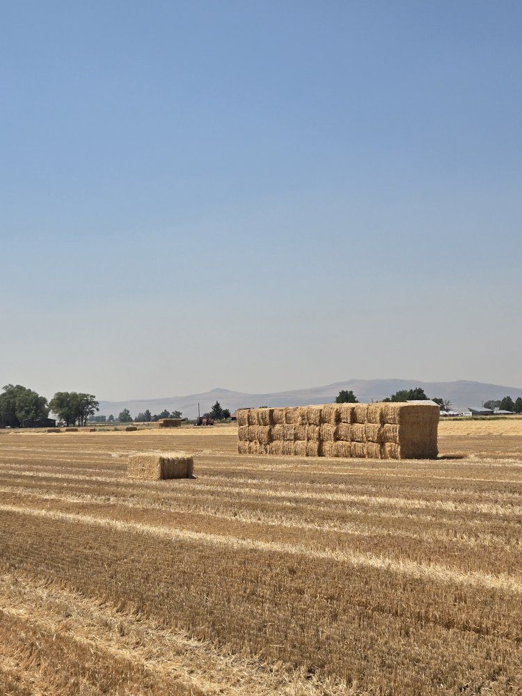 Straw 3x4x8 bales
