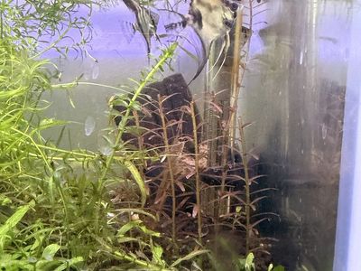 AngelFish For Sale Or Trade