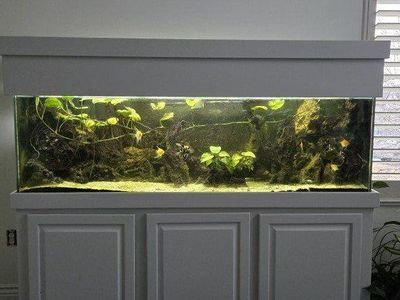 150 gallon fish aquarium