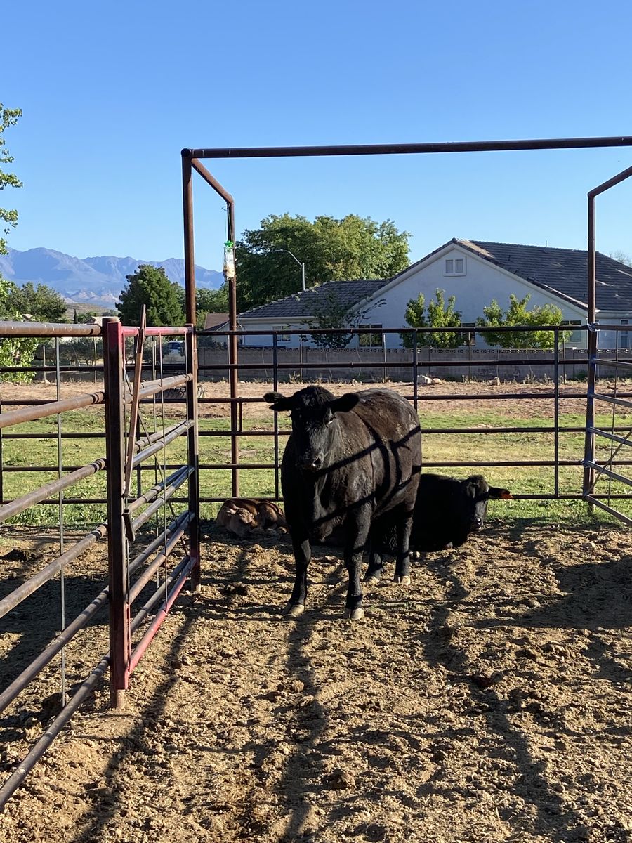 Bred black angus cow