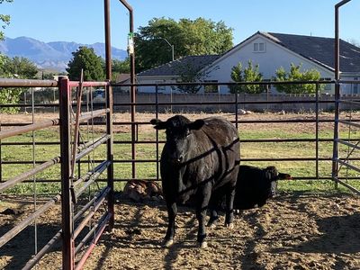 Bred black angus cow