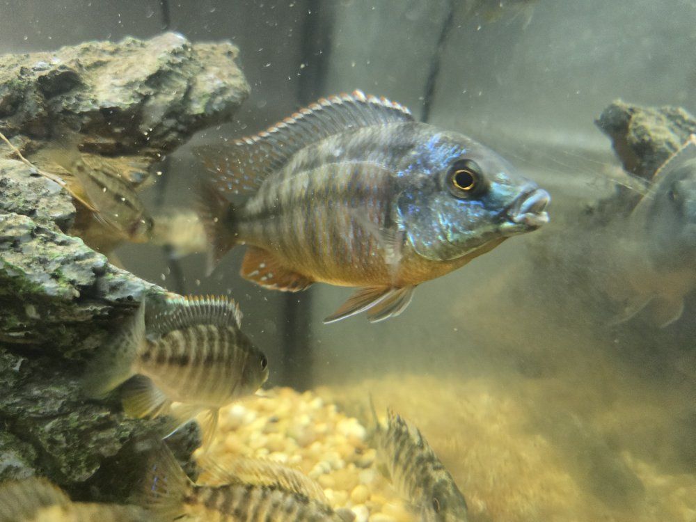 Liquidation of Cichlids
