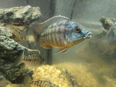 Liquidation of Cichlids