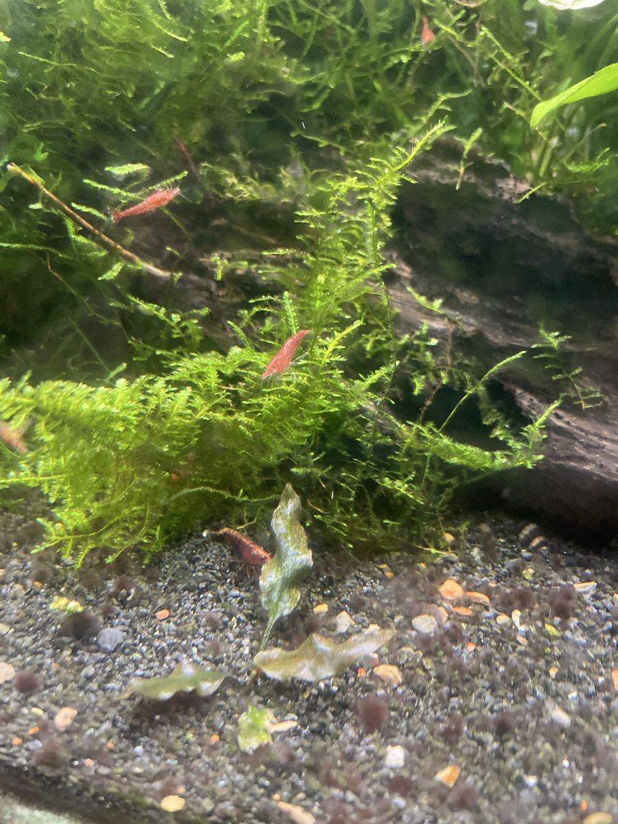 Christmas Moss 