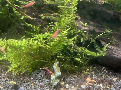 Christmas Moss
