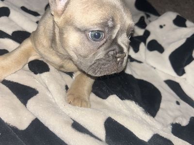 AKC FRENCH BULLDOGS *rare colors*