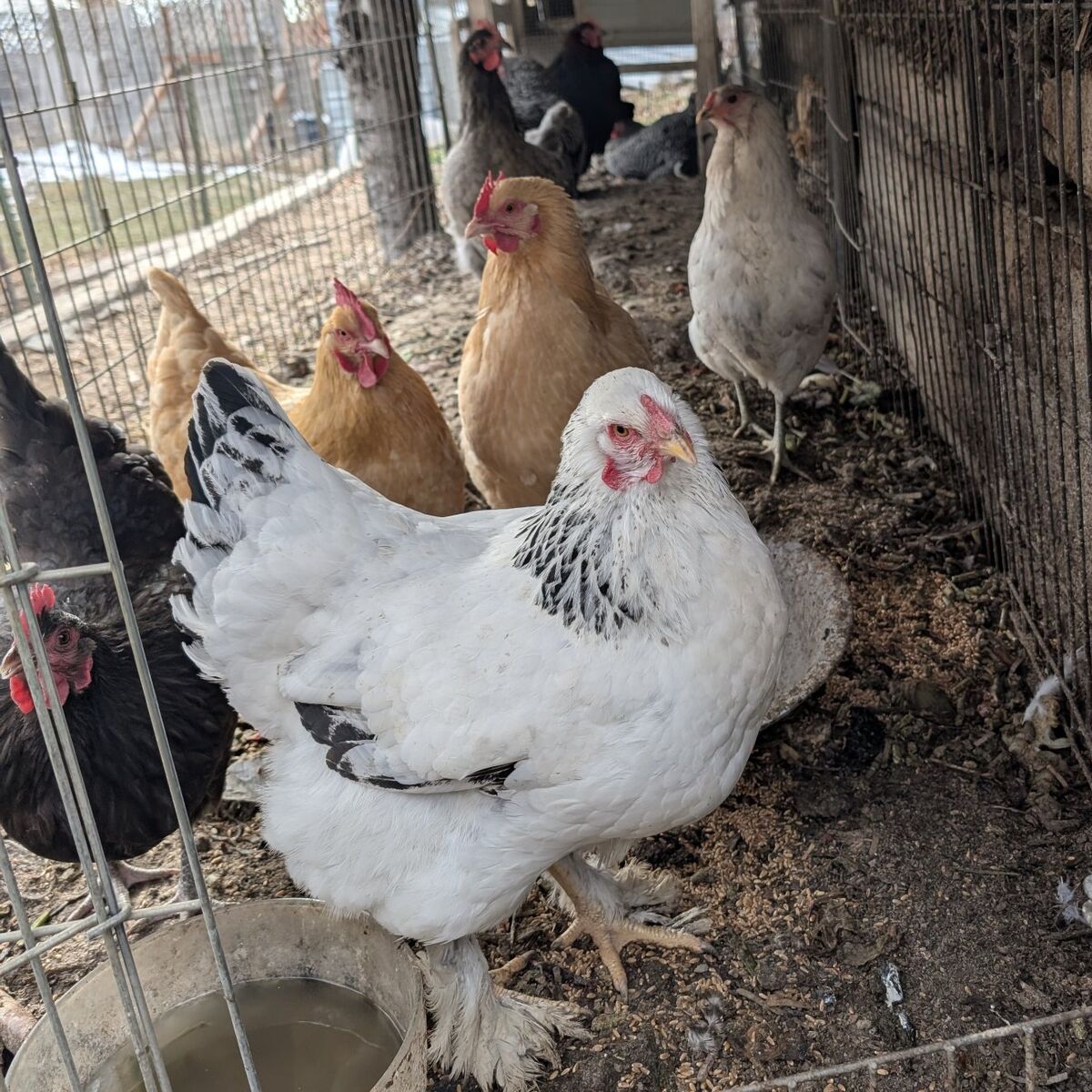 Variety of young laying hens