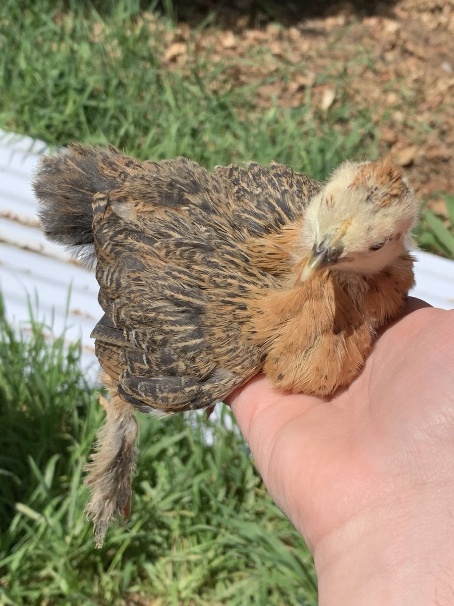 Bantam Ameraucana Chick