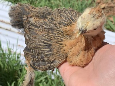 Bantam Ameraucana Chick
