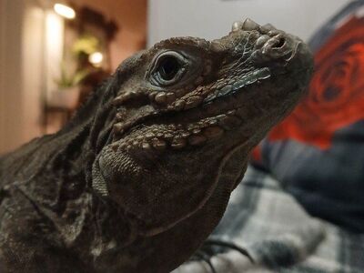 Rhino Iguana