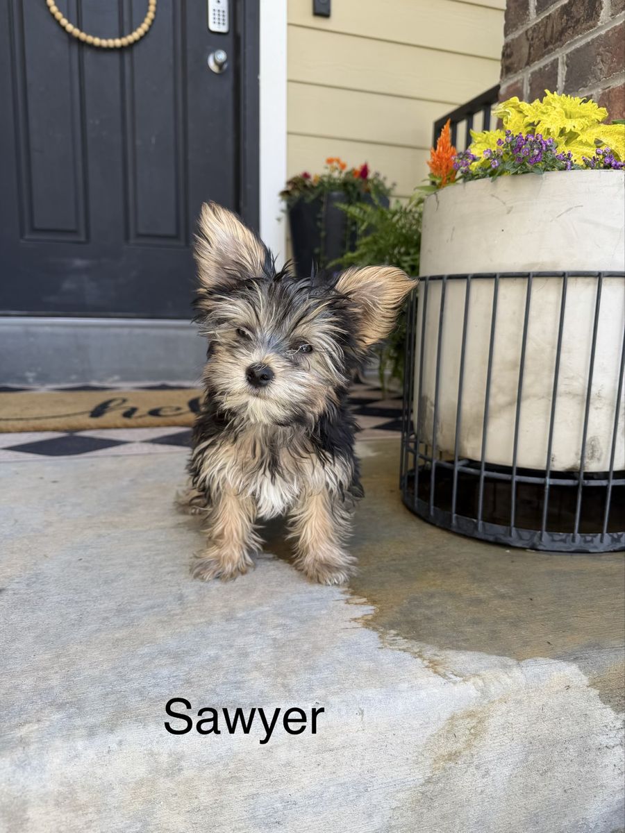 Stunning male yorkies-prices reduced