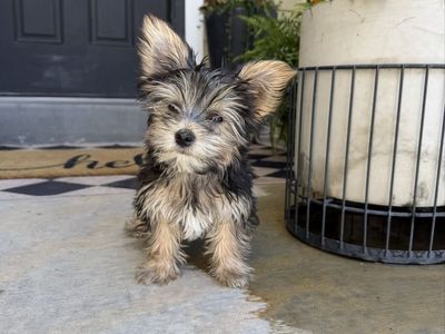 Stunning male yorkies-prices reduced