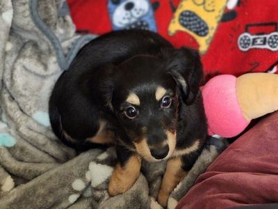 AKC Black and Cream Longhaired Dachshunds