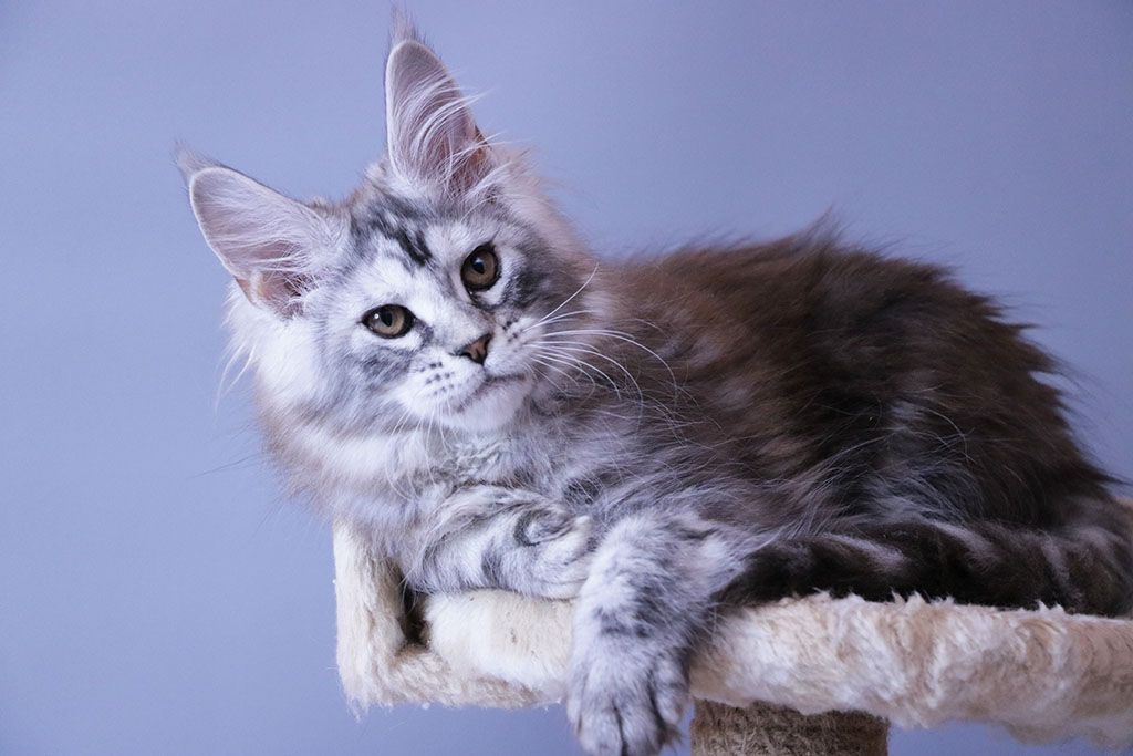 Pure Bred Silver Maine Coon Male Kitten