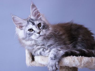 Pure Bred Silver Maine Coon Male Kitten