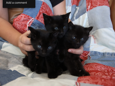 kittens