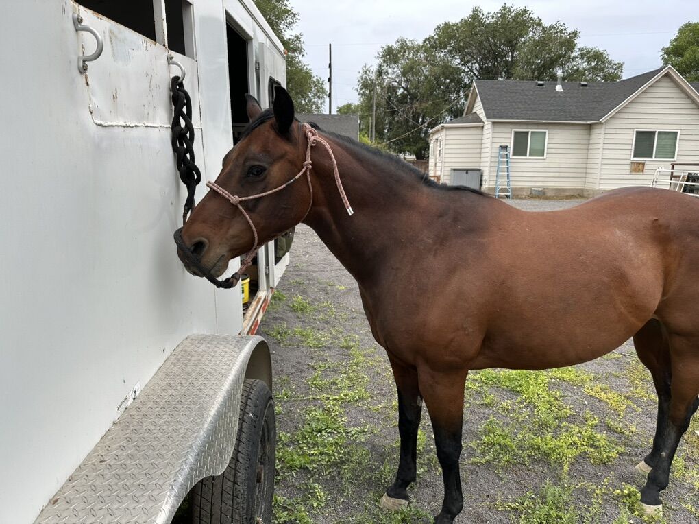 AQHA 18 Year Old Mare