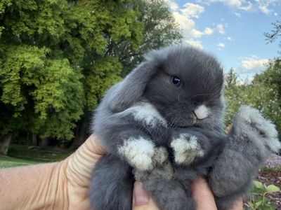 Adorable Pure Bred Blue Eyed Holland Lop 8 week old Buck…one left!