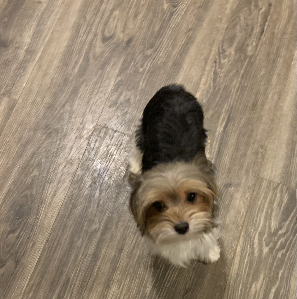 Beautiful Parti Yorkie Male