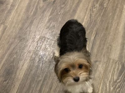 Beautiful Parti Yorkie Male