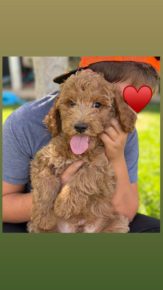 Cutest Labradoodle Puppies Ready Today!