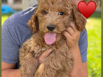 Cutest Labradoodle Puppies Ready Today!