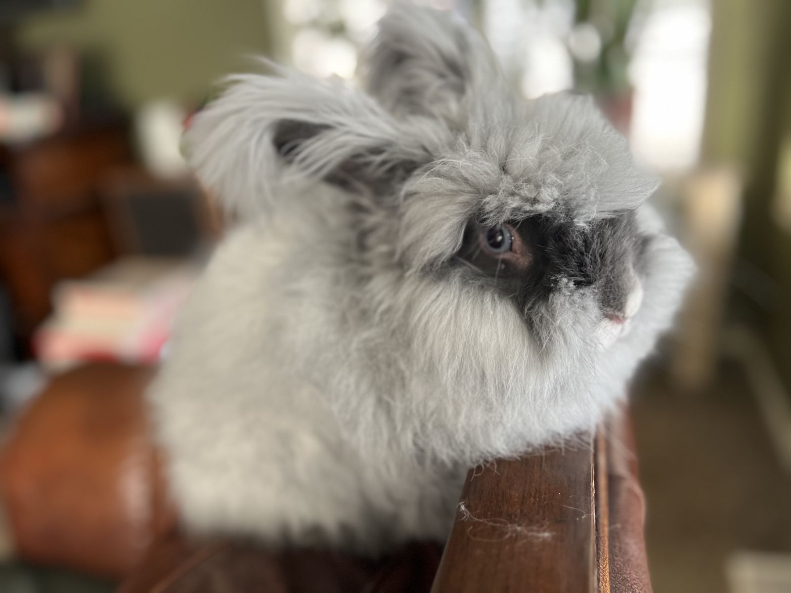 Pedigreed Blue Eyed English Angora Bunny
